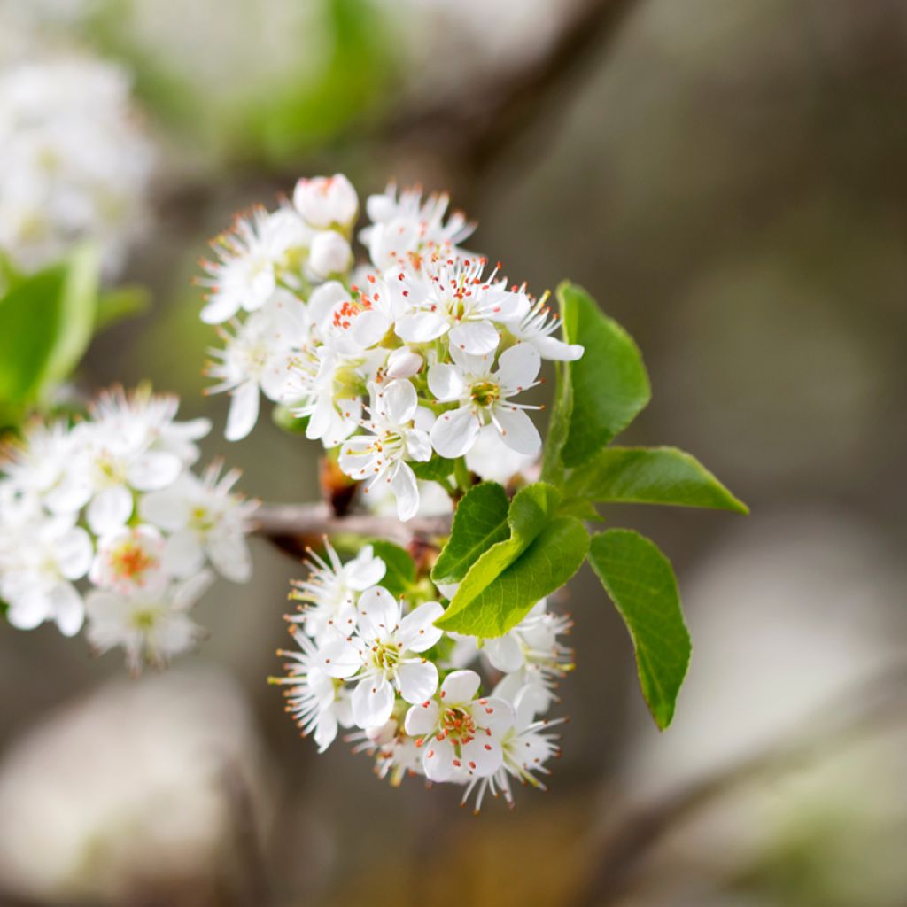 Veikselinkirsikka - Prunus mahaleb