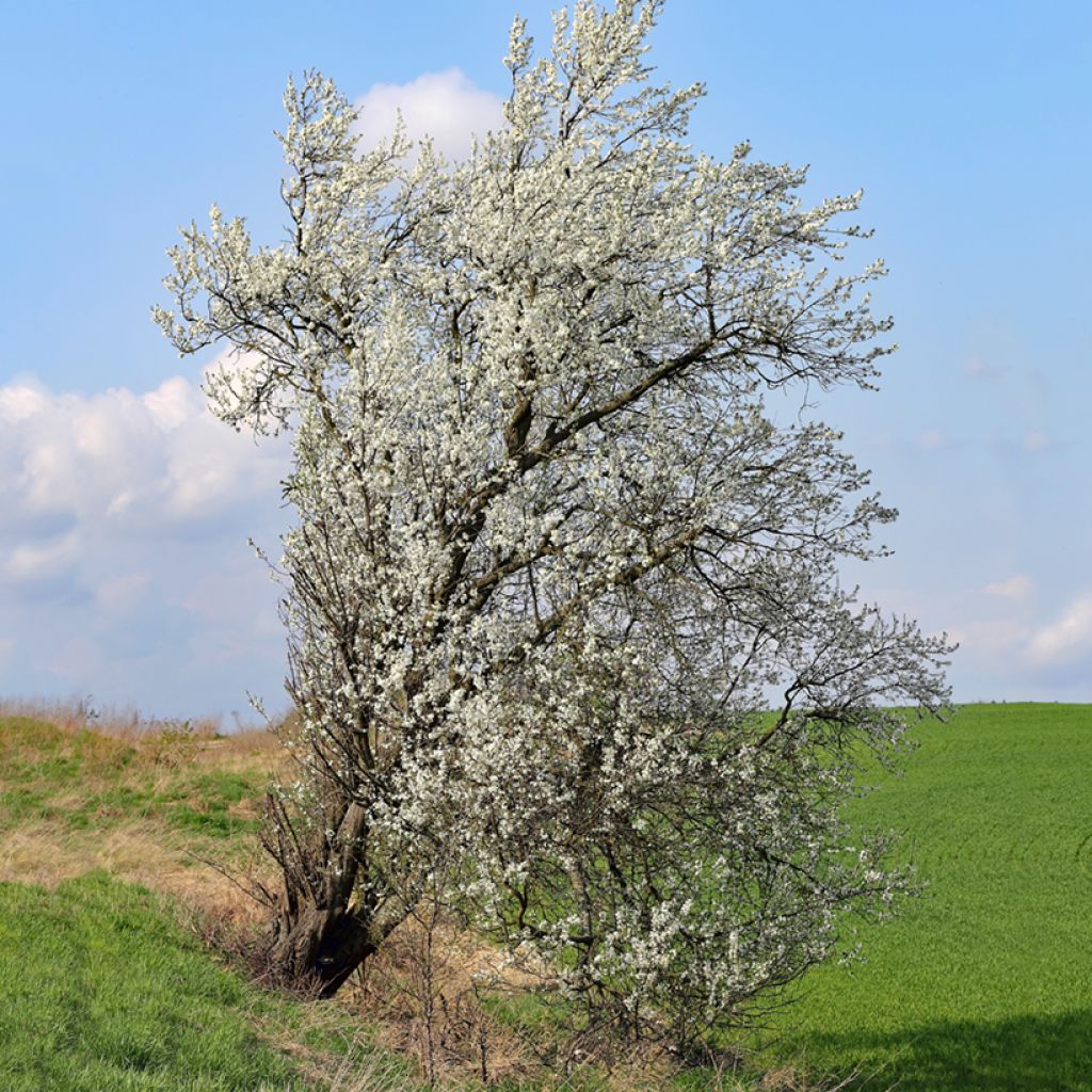 Veikselinkirsikka - Prunus mahaleb