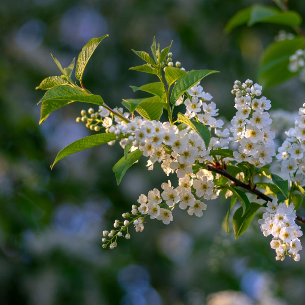 Tuomi - Prunus padus