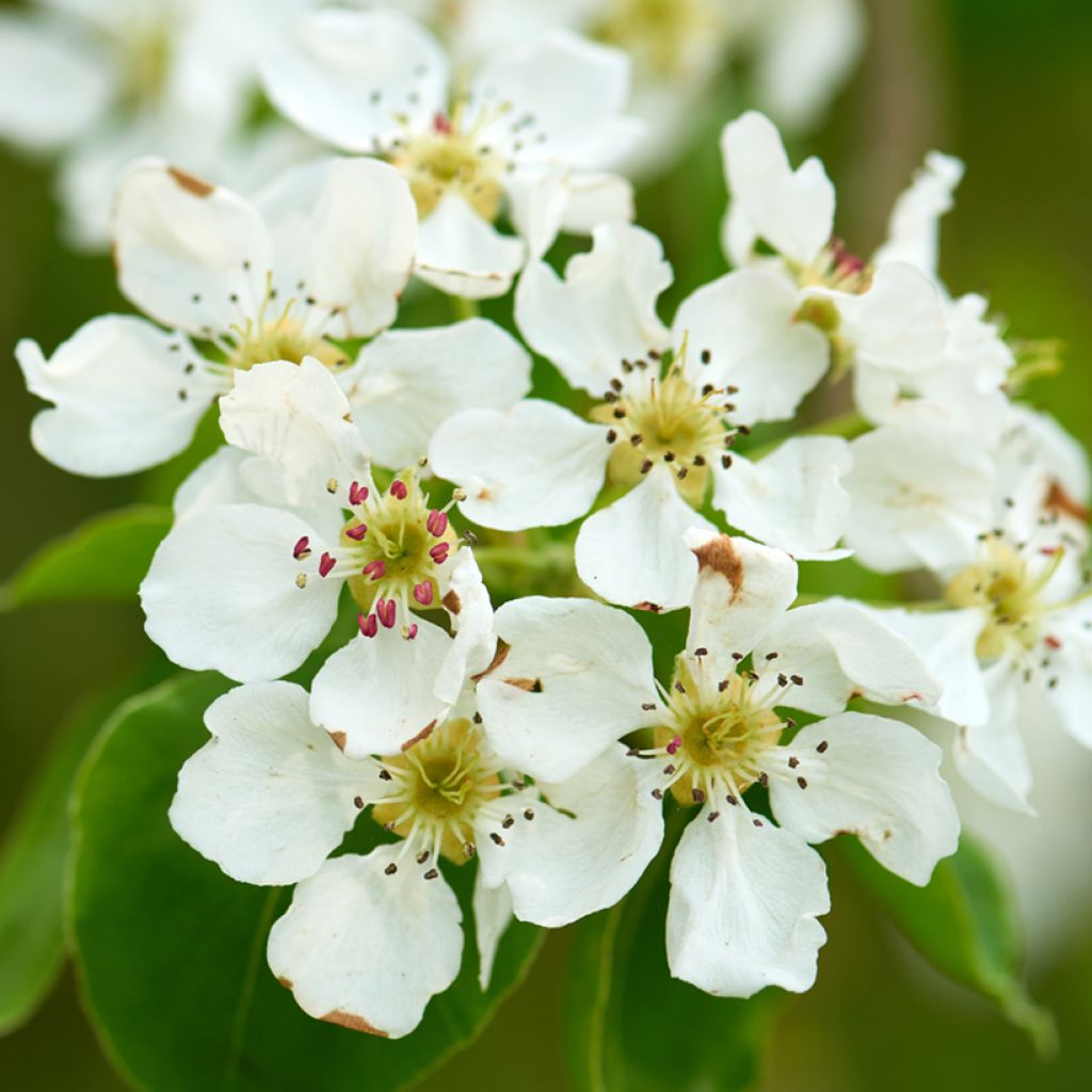 Tuomi - Prunus padus