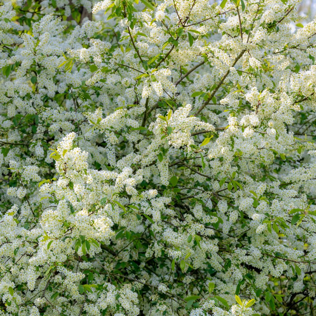 Tuomi - Prunus padus