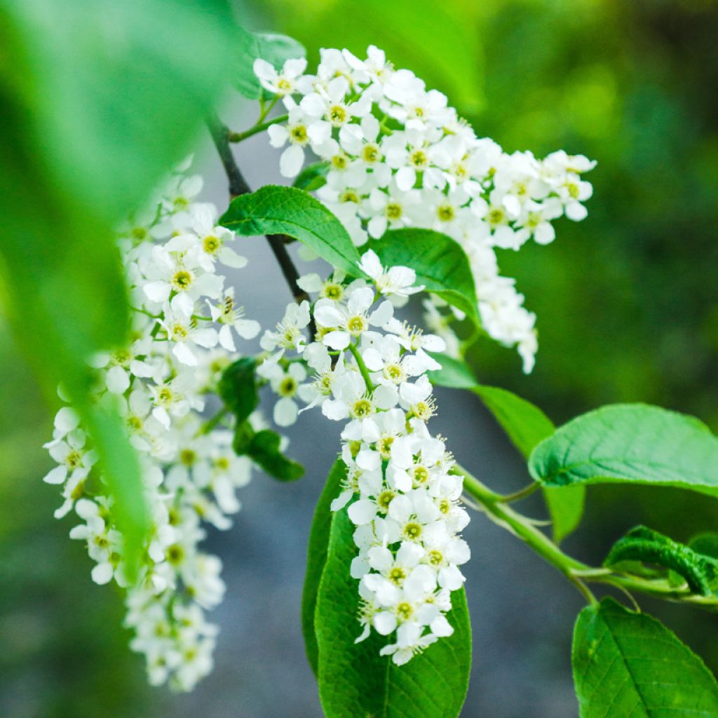 Tuomi - Prunus padus