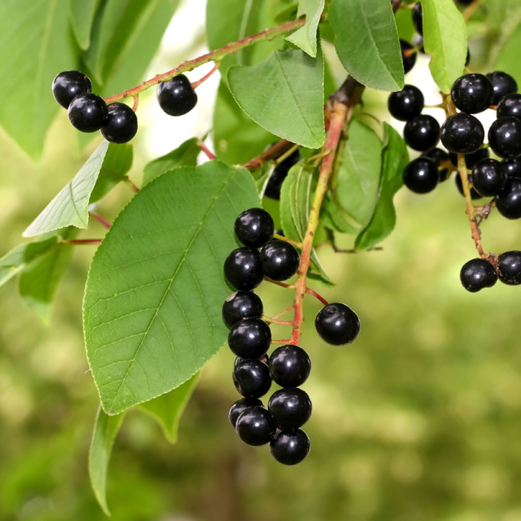 Tuomi - Prunus padus