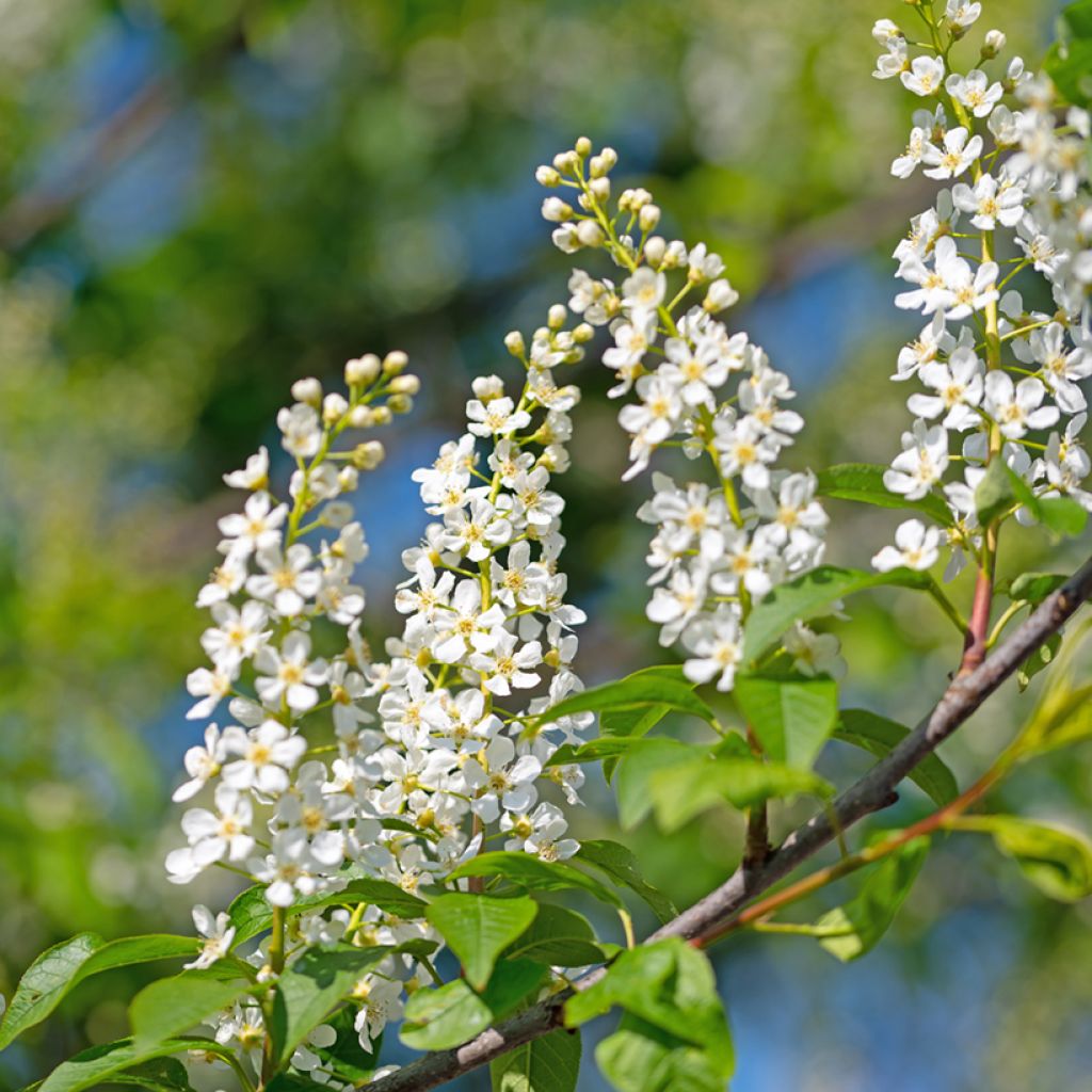 Tuomi - Prunus padus