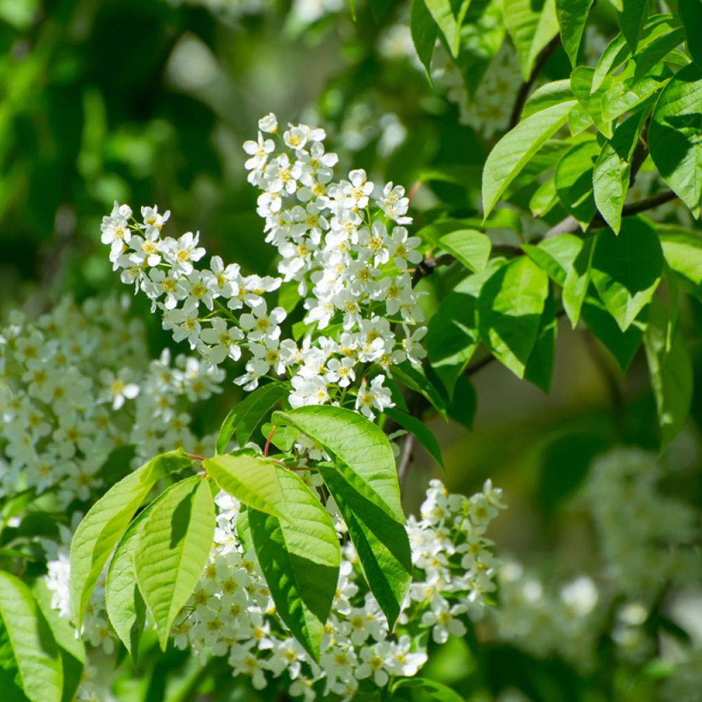 Tuomi - Prunus padus