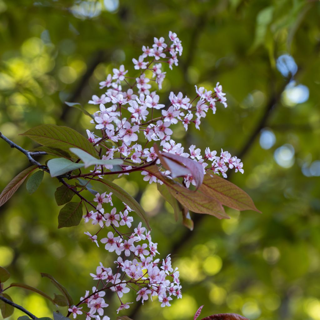 Tuomi Colorata
