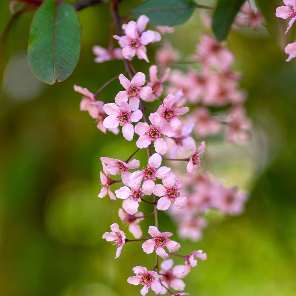 Tuomi Colorata