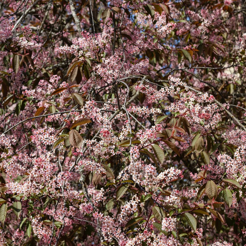 Tuomi Colorata