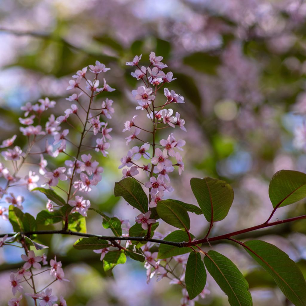Tuomi Colorata