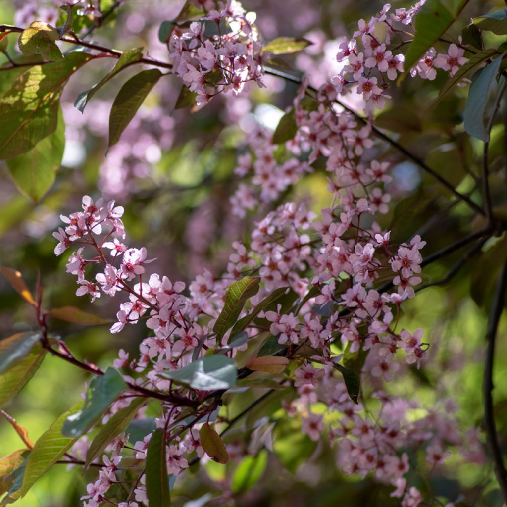 Tuomi Colorata