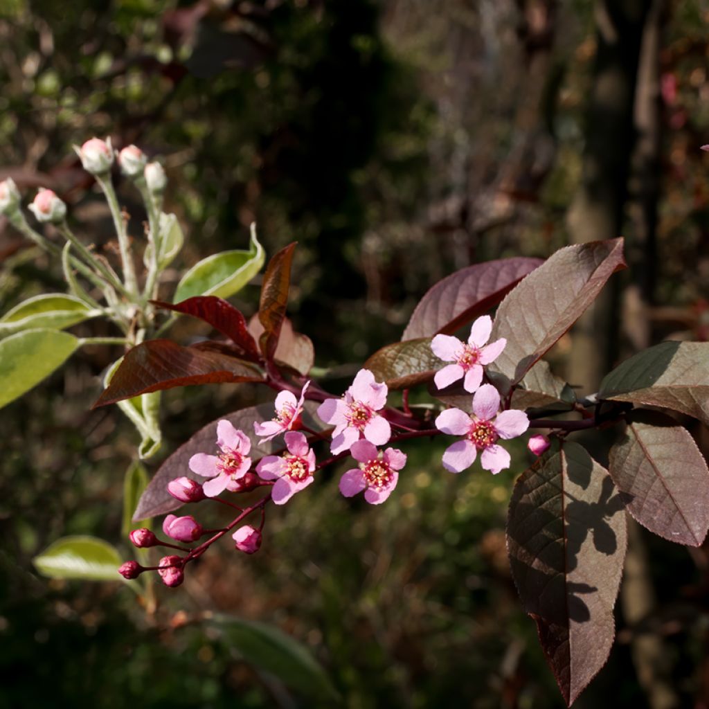 Tuomi Colorata