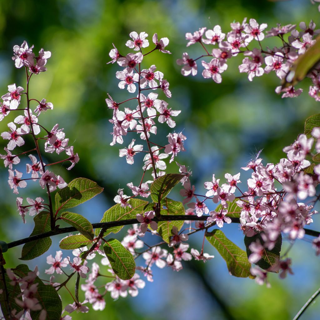 Tuomi Colorata