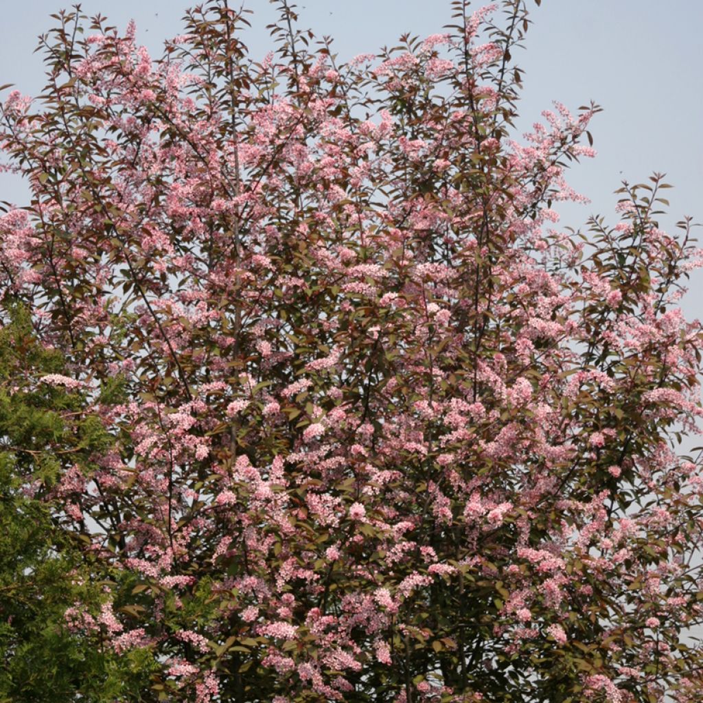 Tuomi Colorata