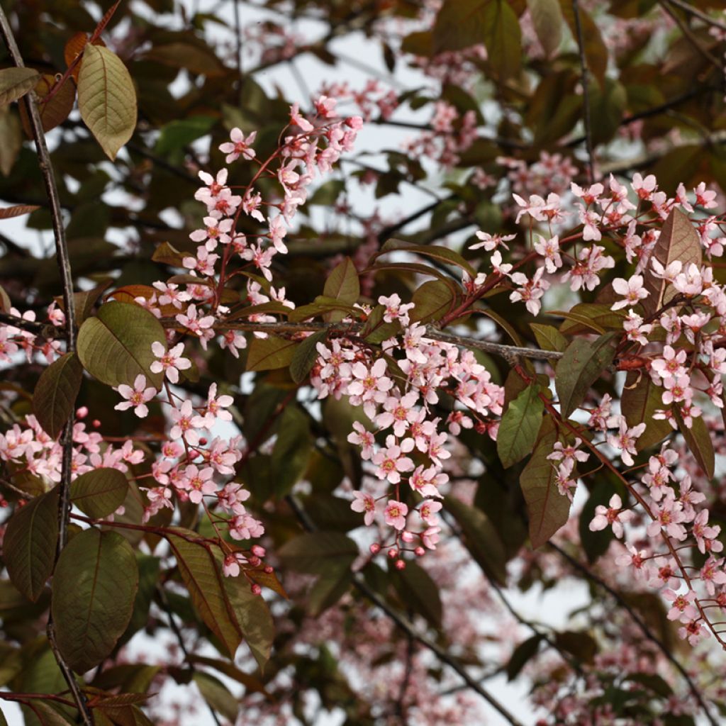 Tuomi Colorata