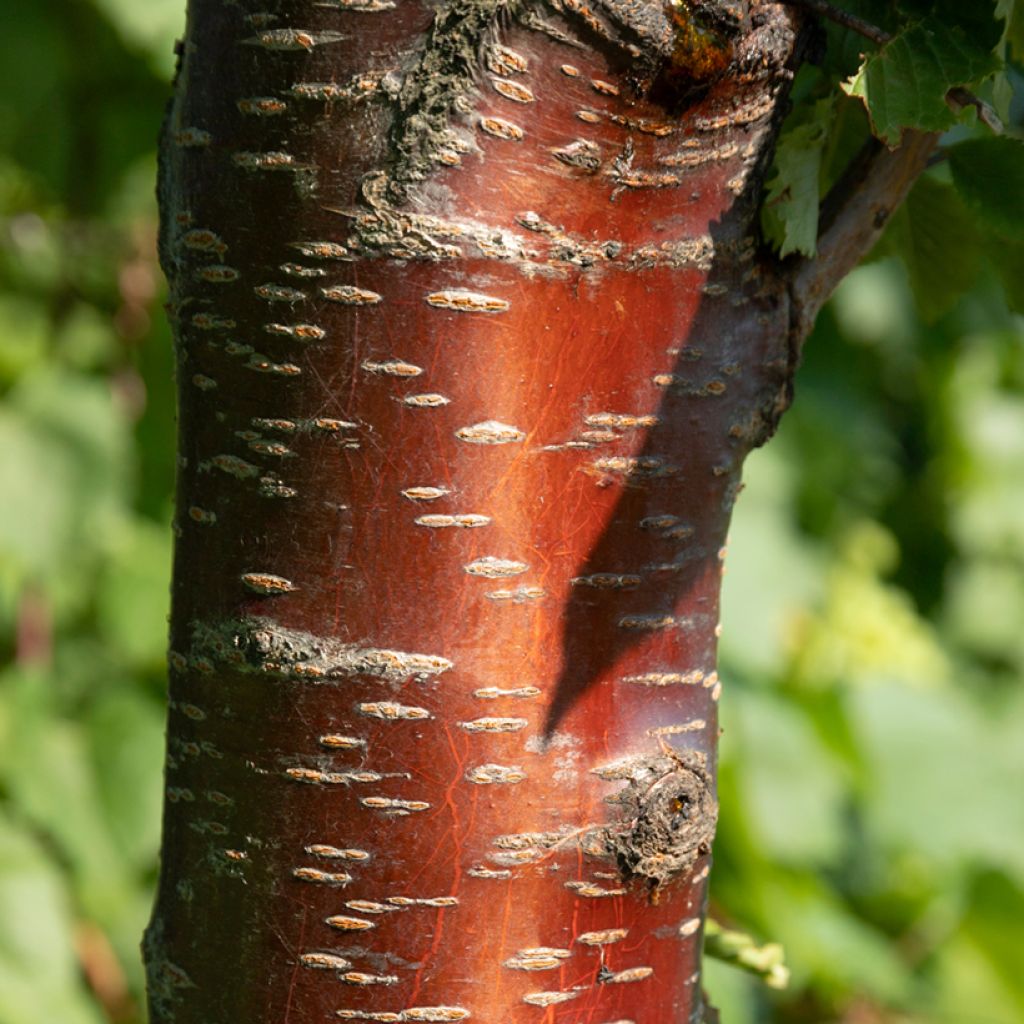 Laakerikirsikka - Prunus rufa