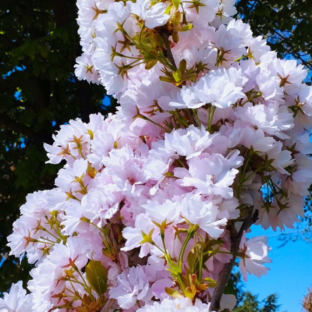 Japaninkirsikka Amanogawa