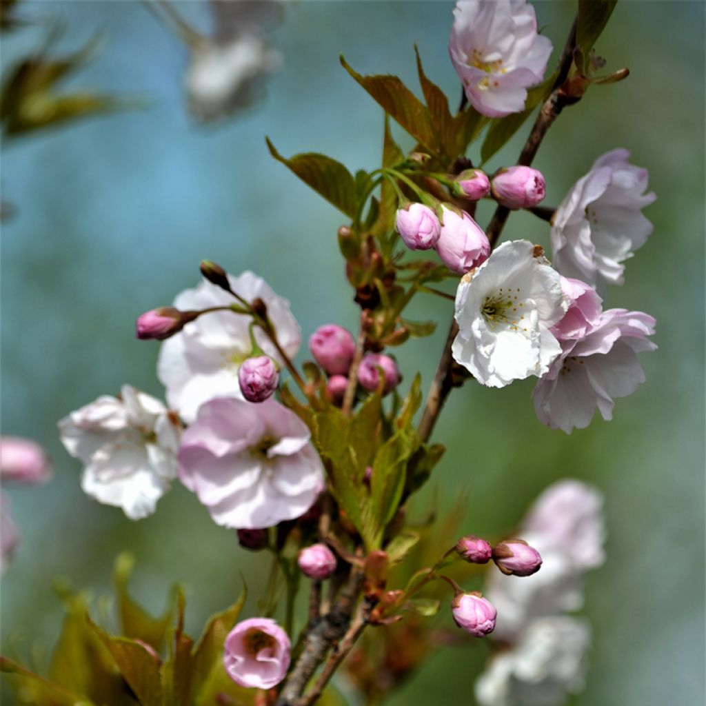 Japaninkirsikka Amanogawa
