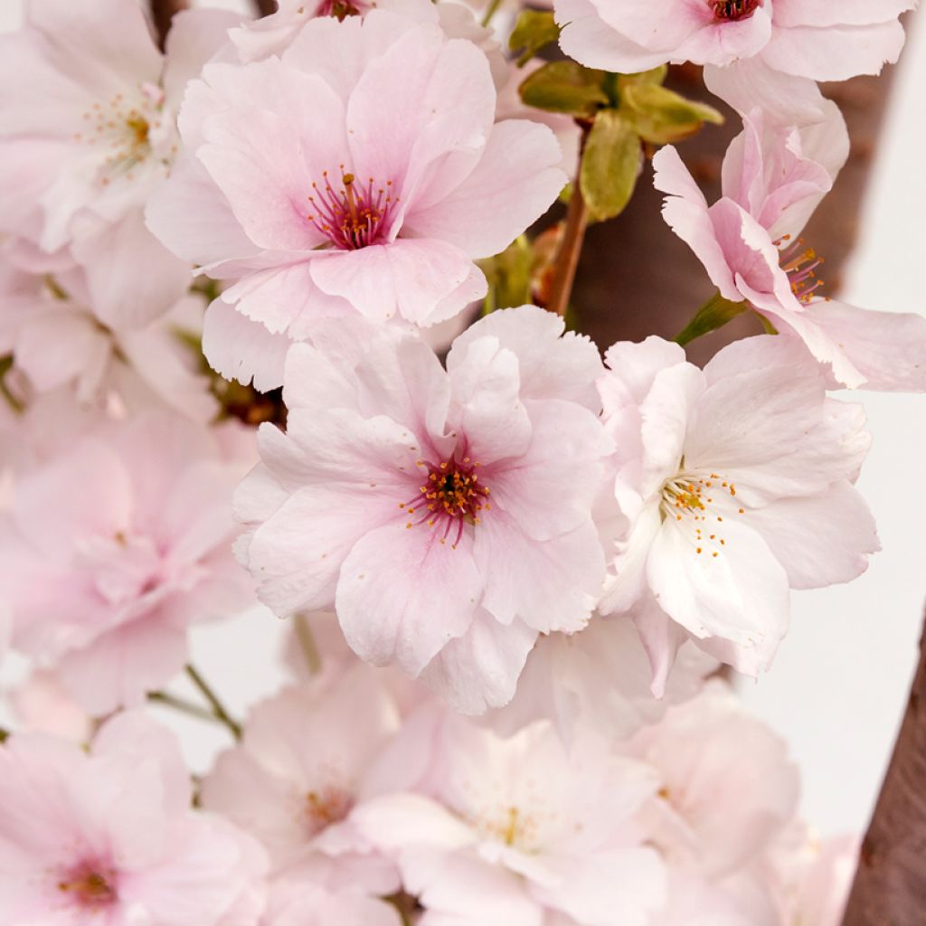 Japaninkirsikka Amanogawa