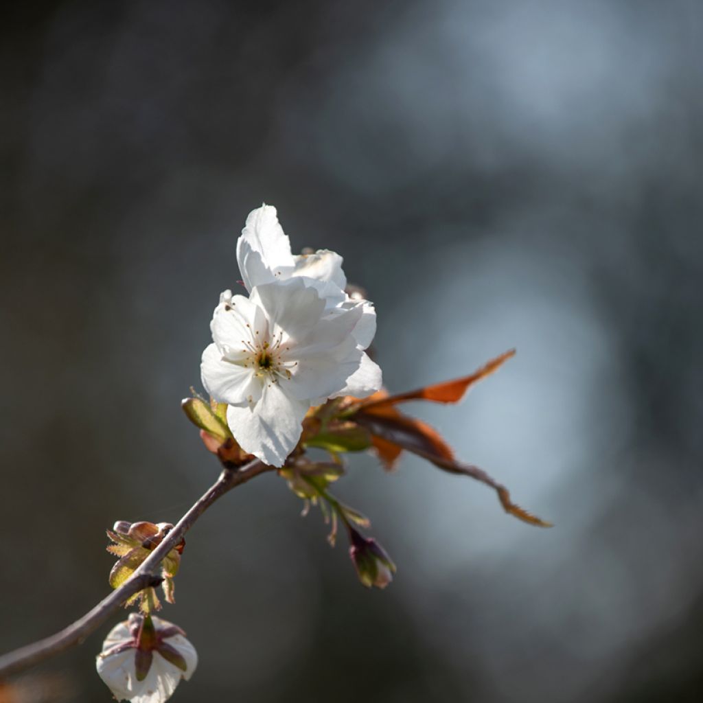 Japaninkirsikka Tai-haku