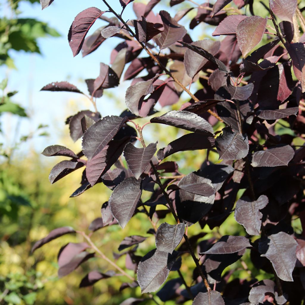 Virginiantuomi Canada Red