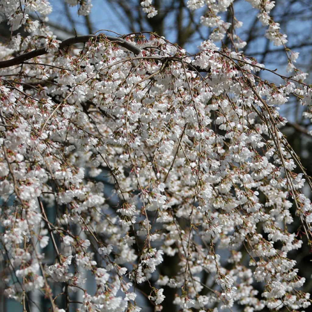 Yoshinonkirsikka Ivensii