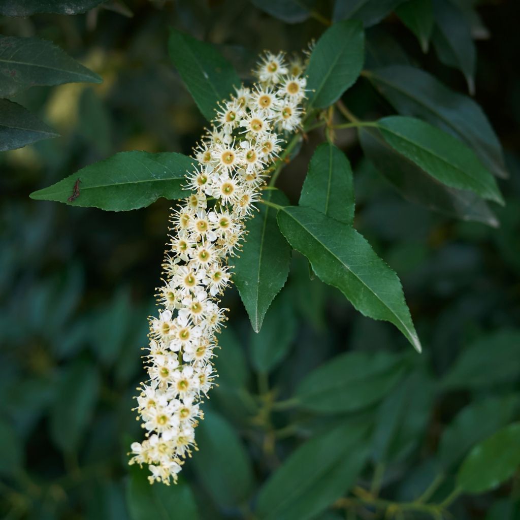 Portugalinlaakerikirsikka (siemenet) - Prunus lusitanica