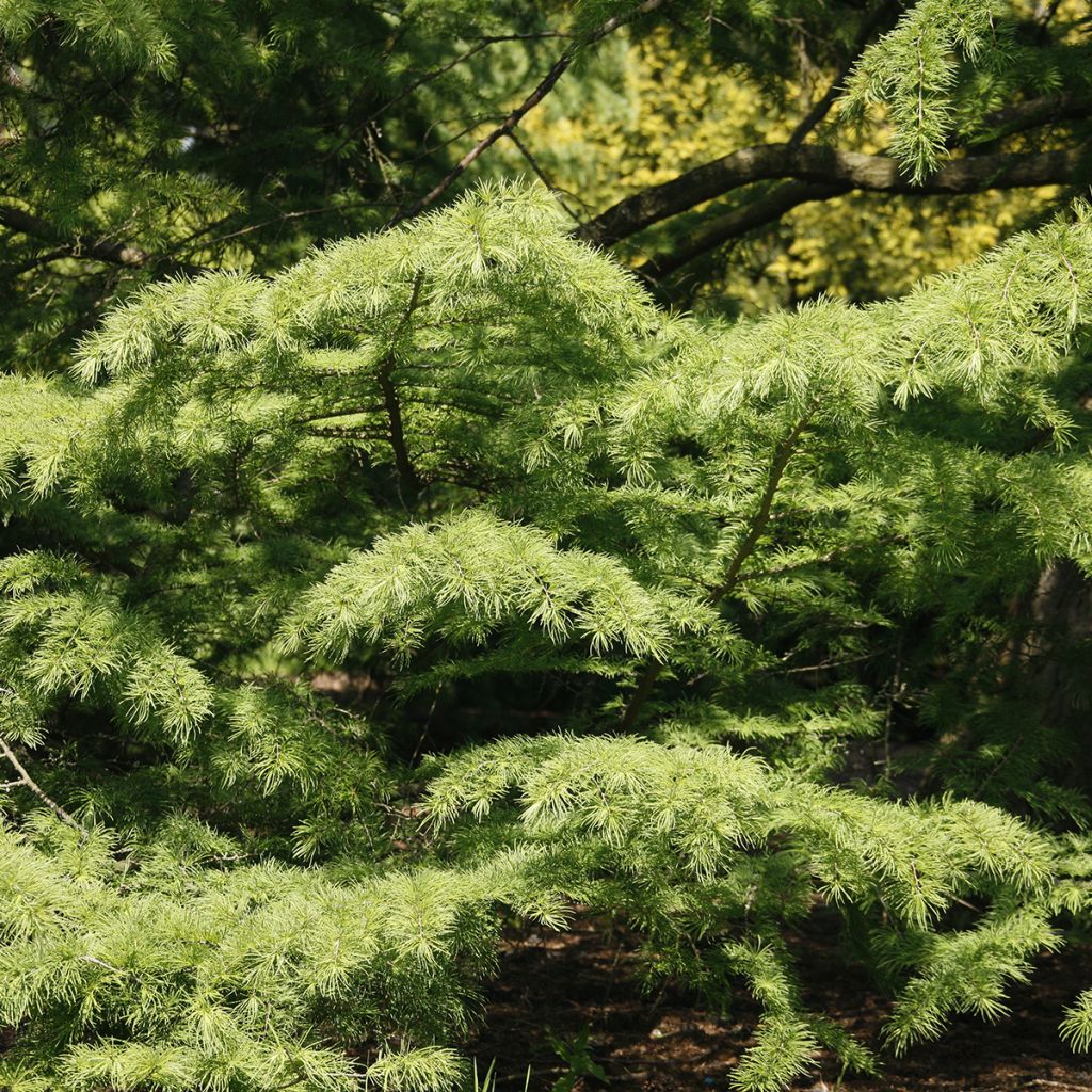 Kultalehtikuusi - Pseudolarix amabilis