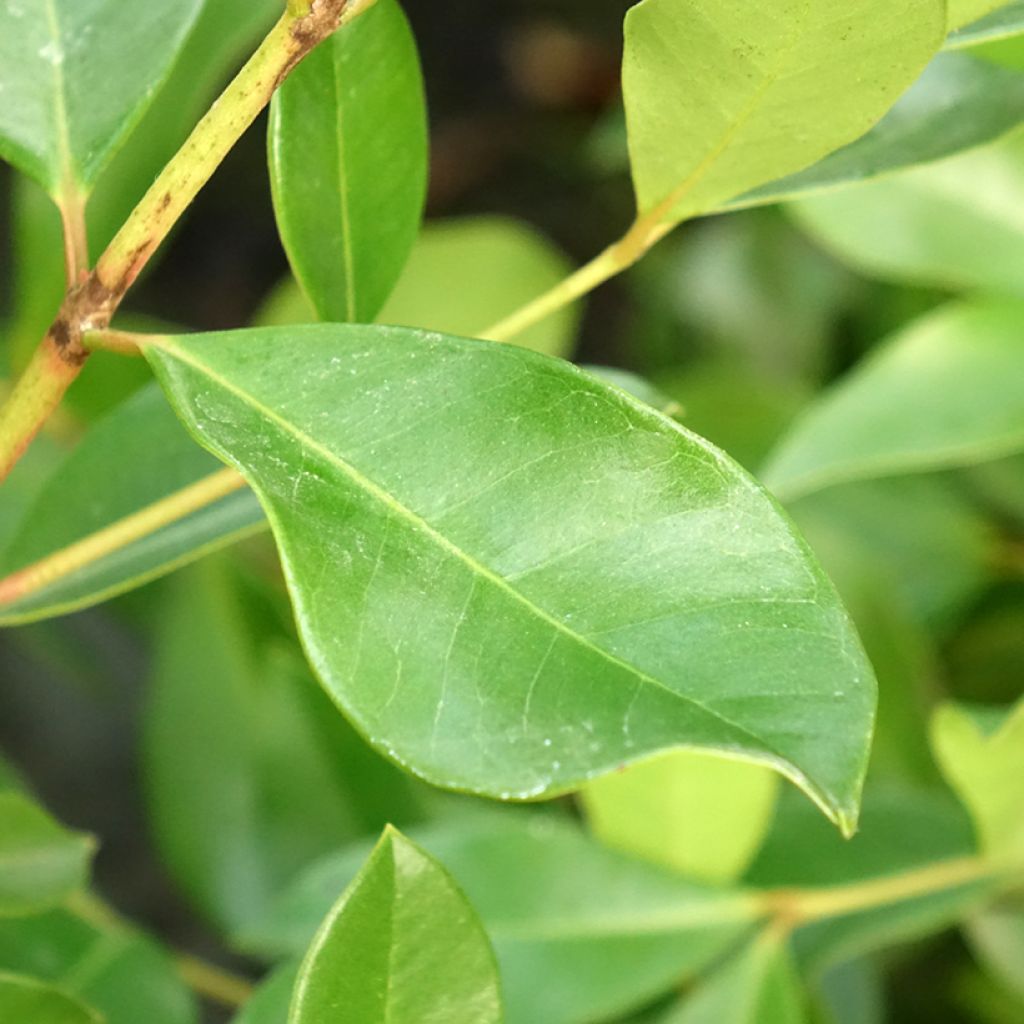 Mansikkaguava - Psidium cattleianum
