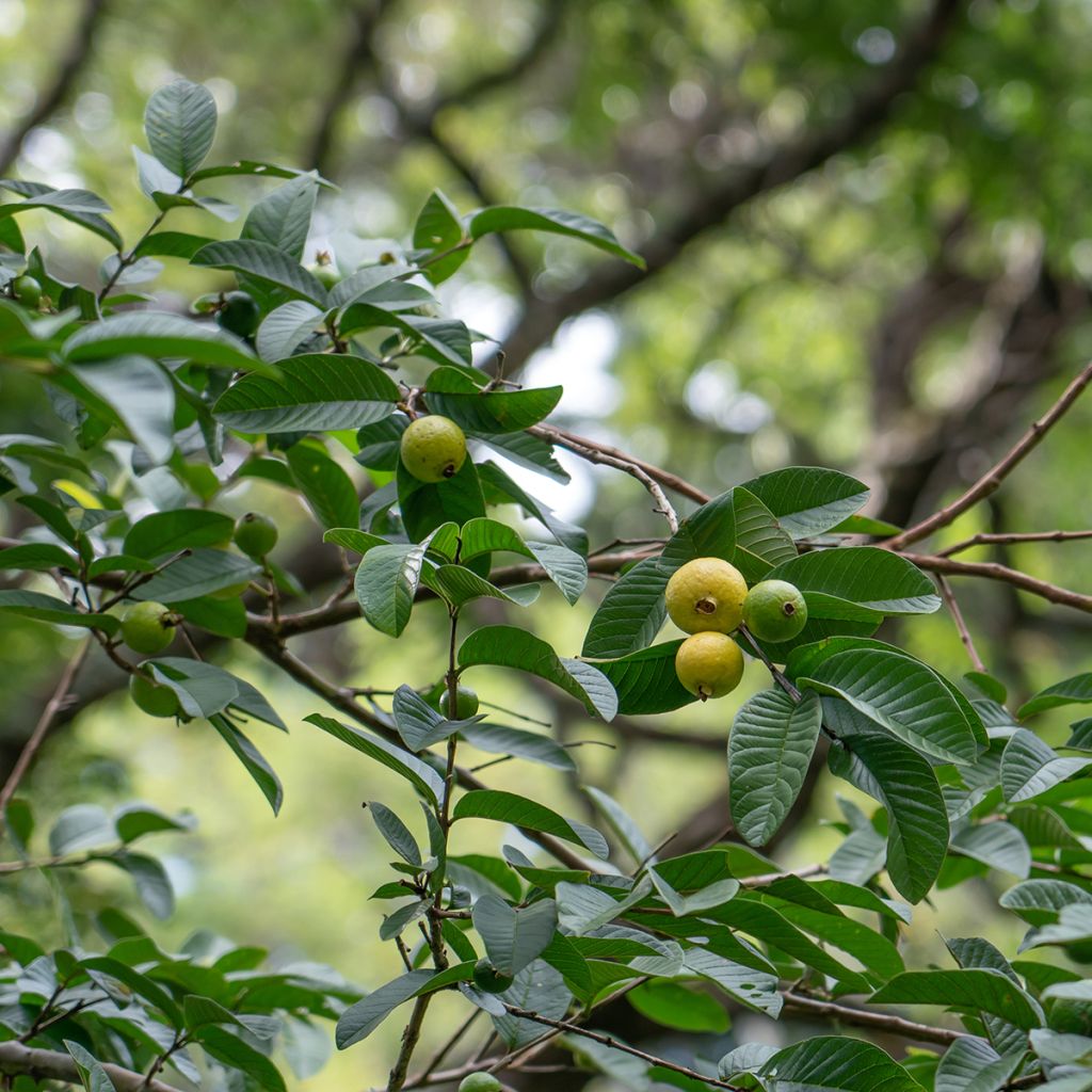 Guava Limon