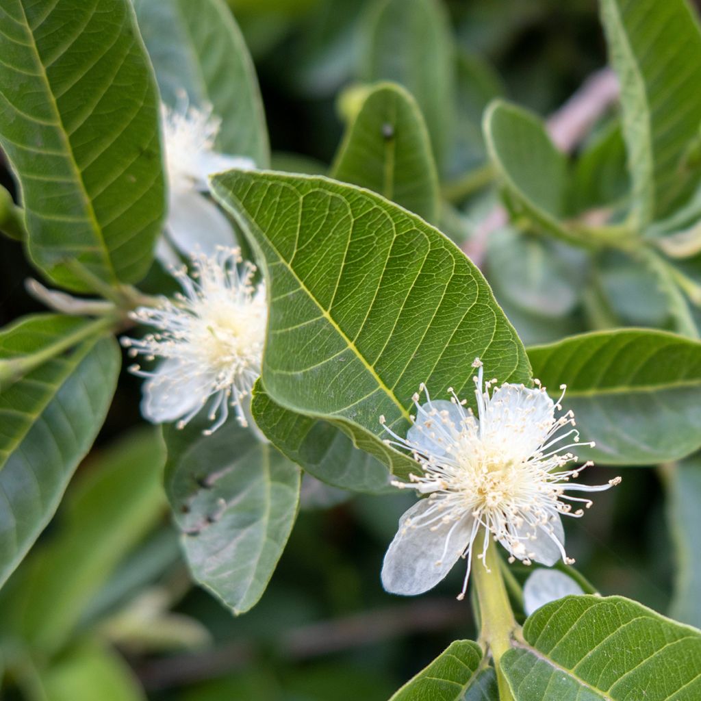 Guava Limon