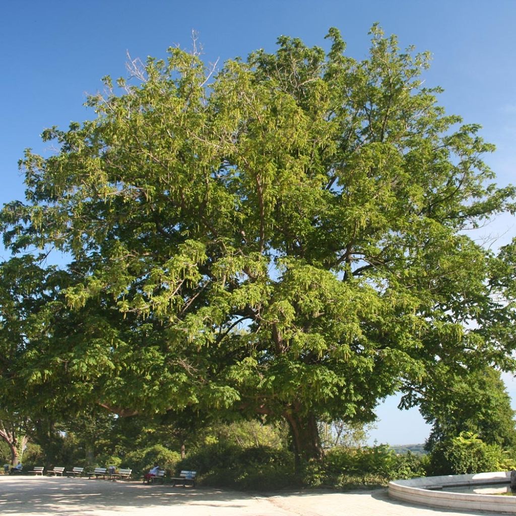 Pterocarya fraxinifolia - Ptérocaryer ou noyer du Caucase