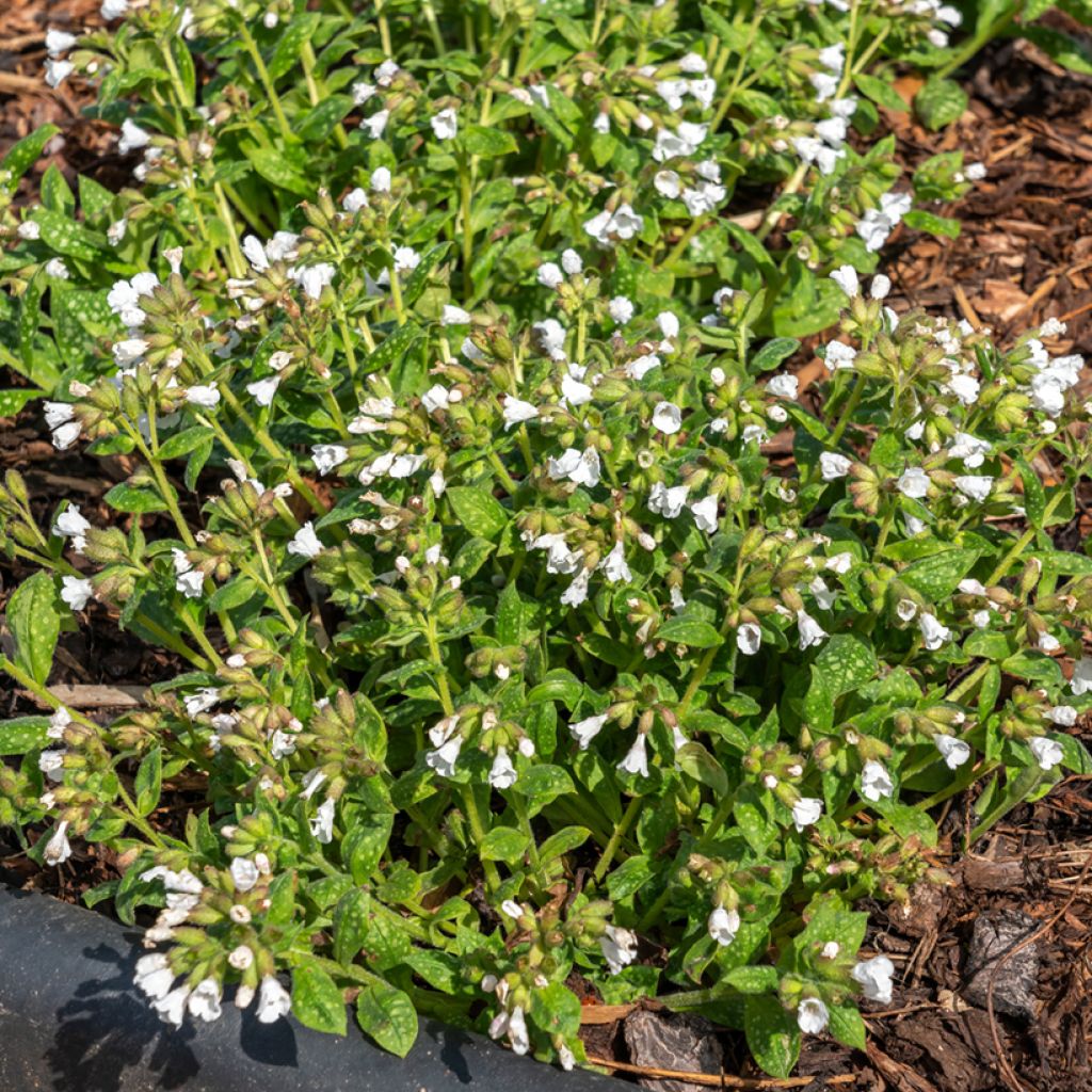 Rohtoimikkä Sissinghurst White