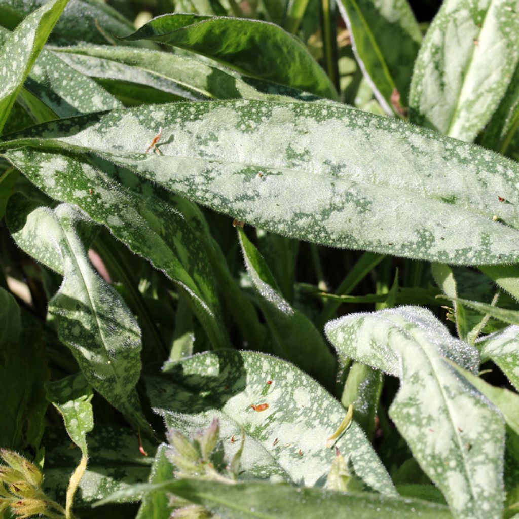 Imikä - Pulmonaria longifolia subsp. cevennensis
