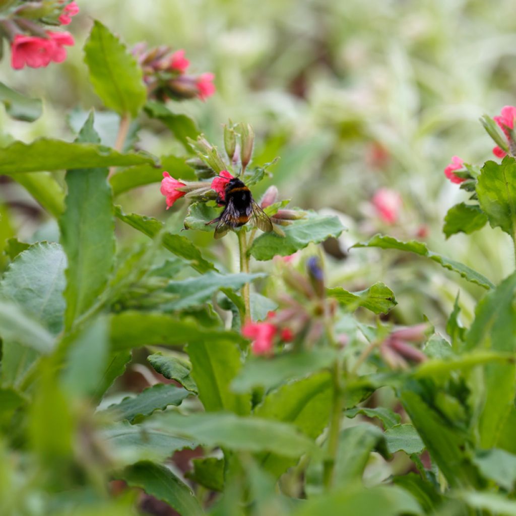 Punaimikkä - Pulmonaria rubra