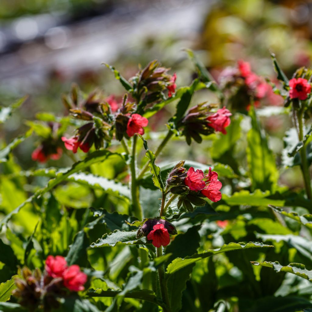 Punaimikkä - Pulmonaria rubra