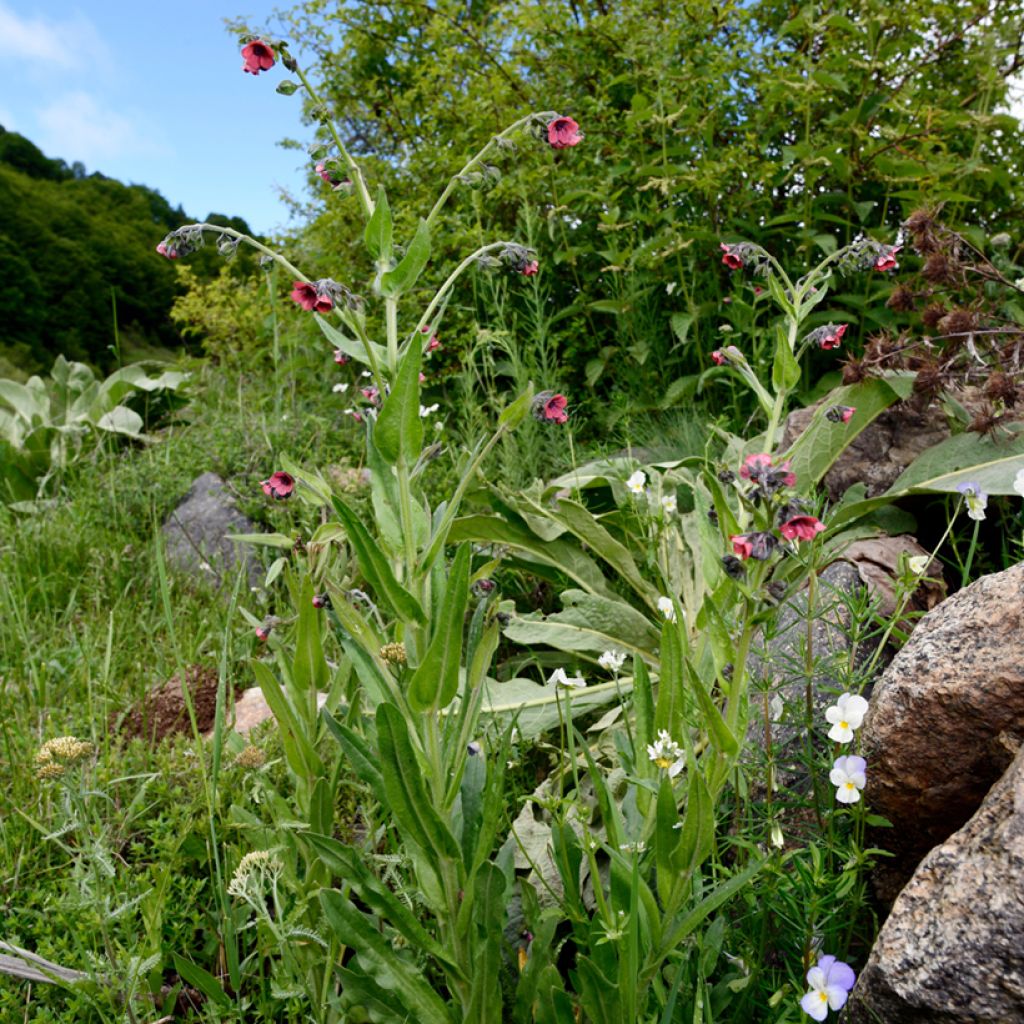 Punaimikkä - Pulmonaria rubra