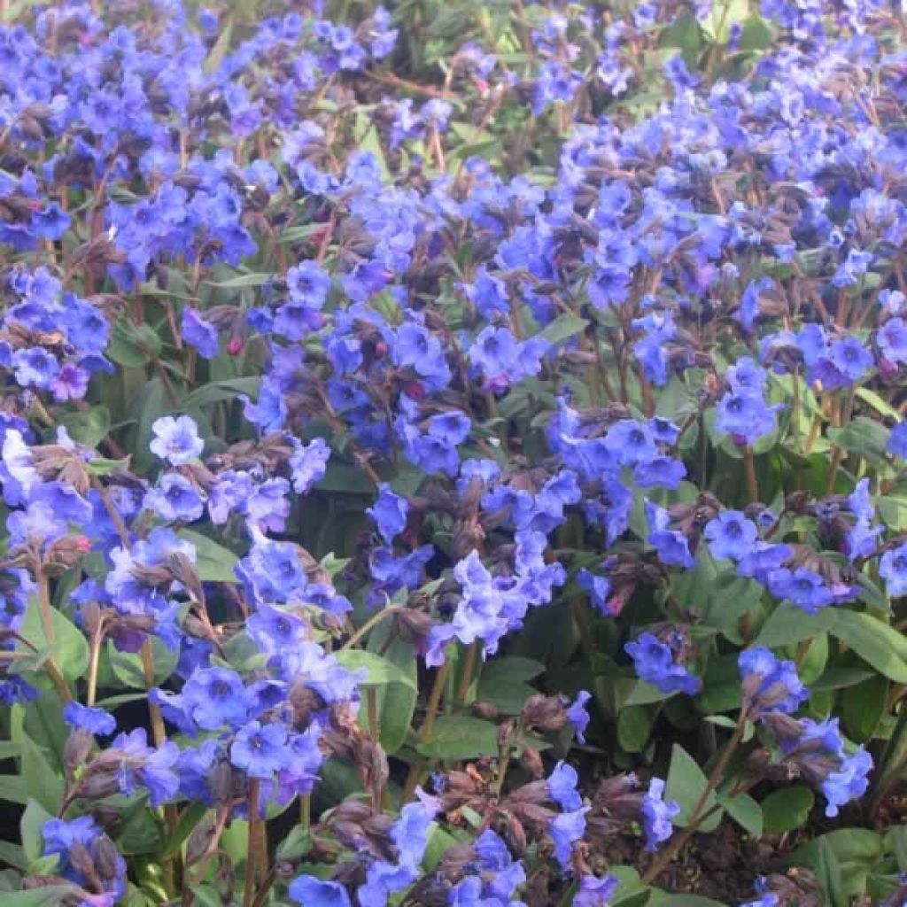 Rohtoimikkä Blue Ensign