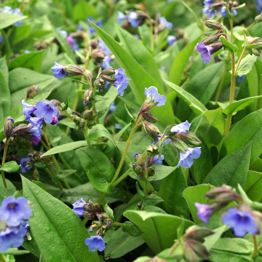 Rohtoimikkä Blue Ensign