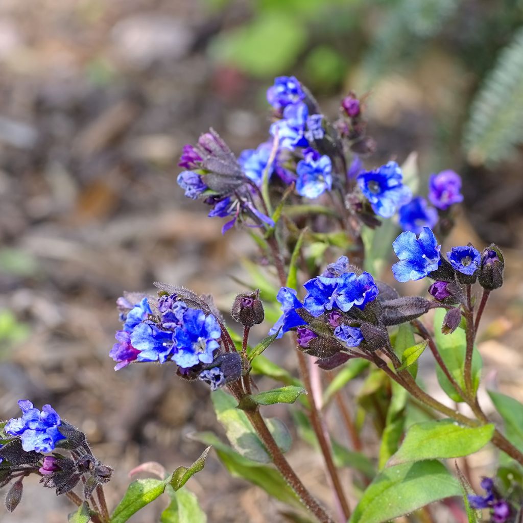 Rohtoimikkä Blue Ensign