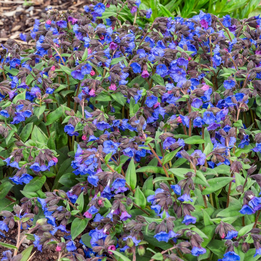 Rohtoimikkä Blue Ensign