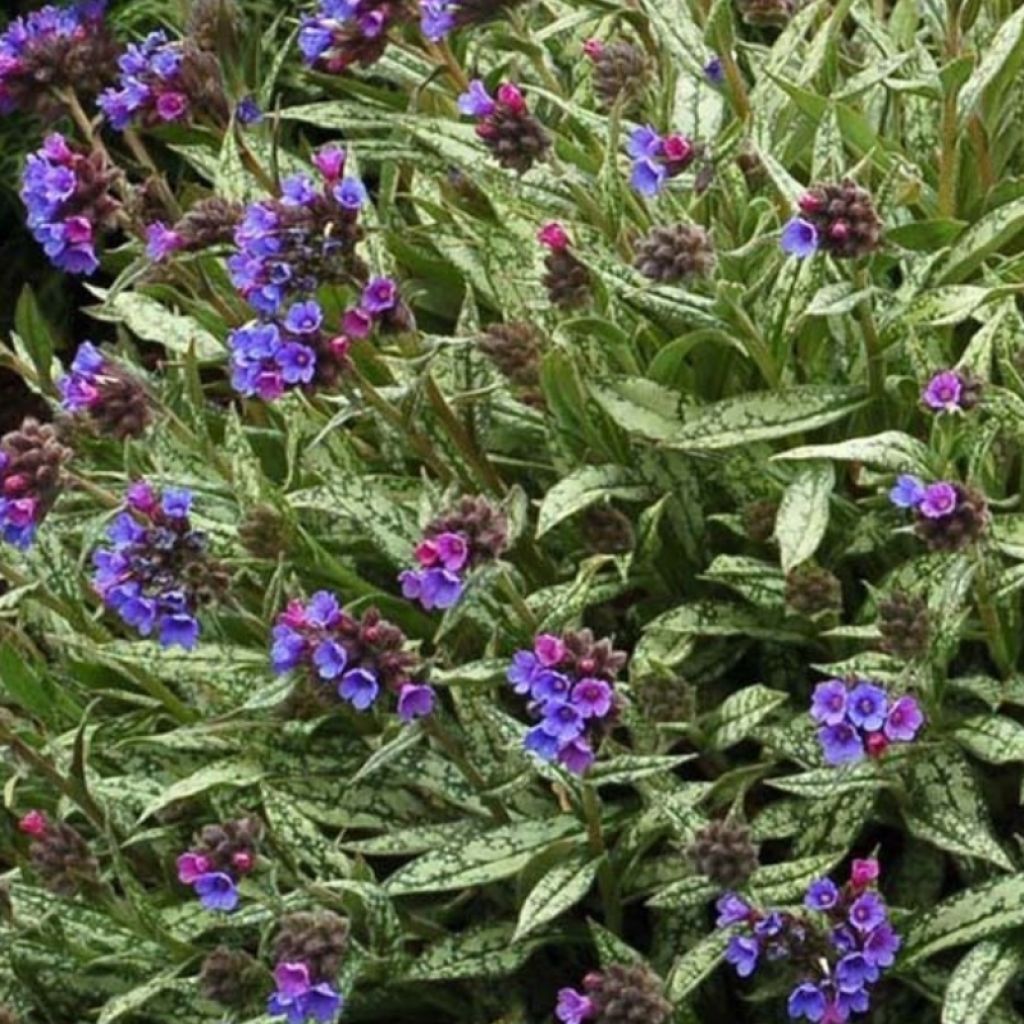 Imikä - Pulmonaria longifolia subsp. cevennensis