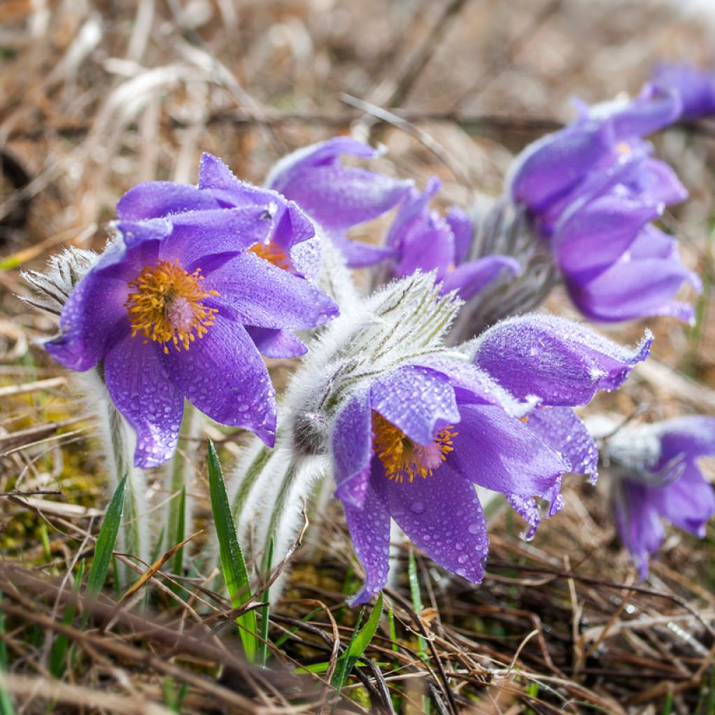 Hämeenkylmänkukka - Pulsatilla patens