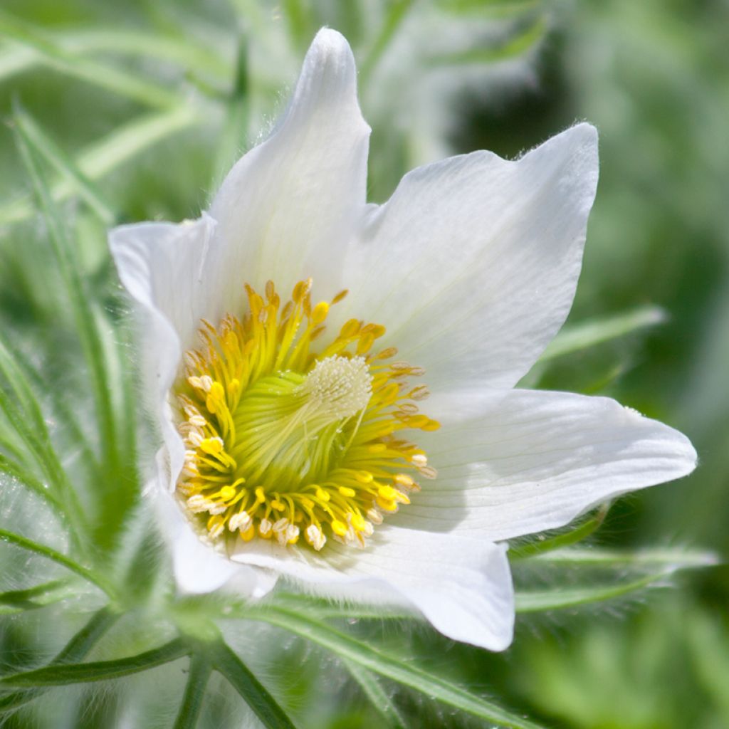 Kylmänkukka Alba