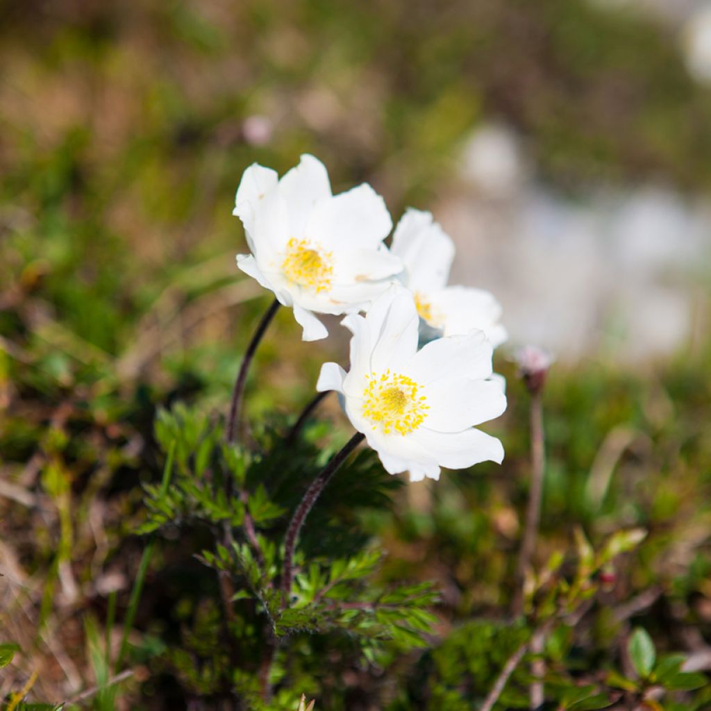 Kylmänkukka Alba