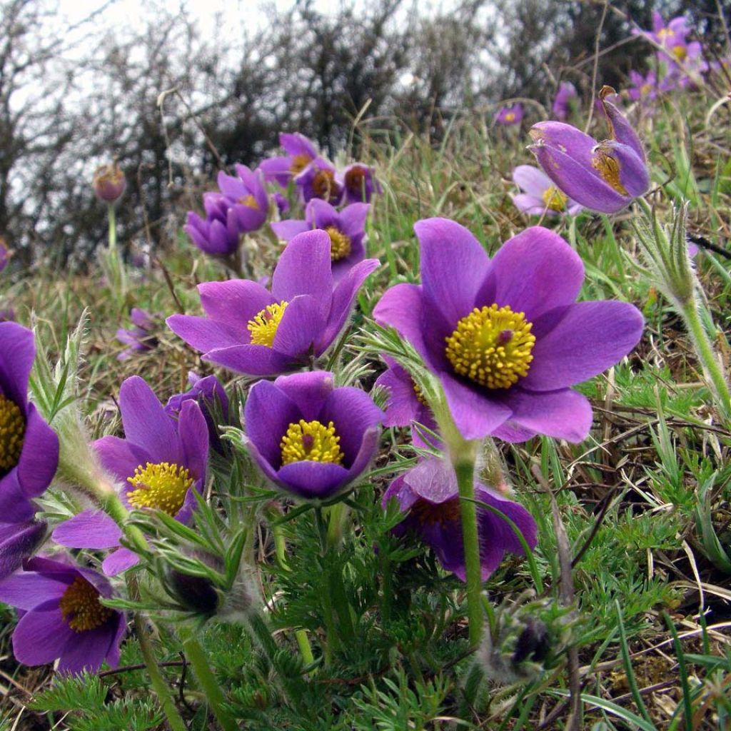 Kylmänkukka Violet