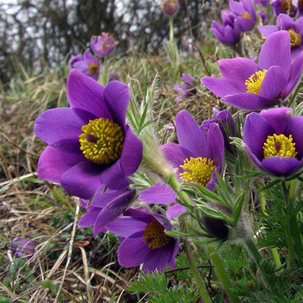 Kylmänkukka Violet