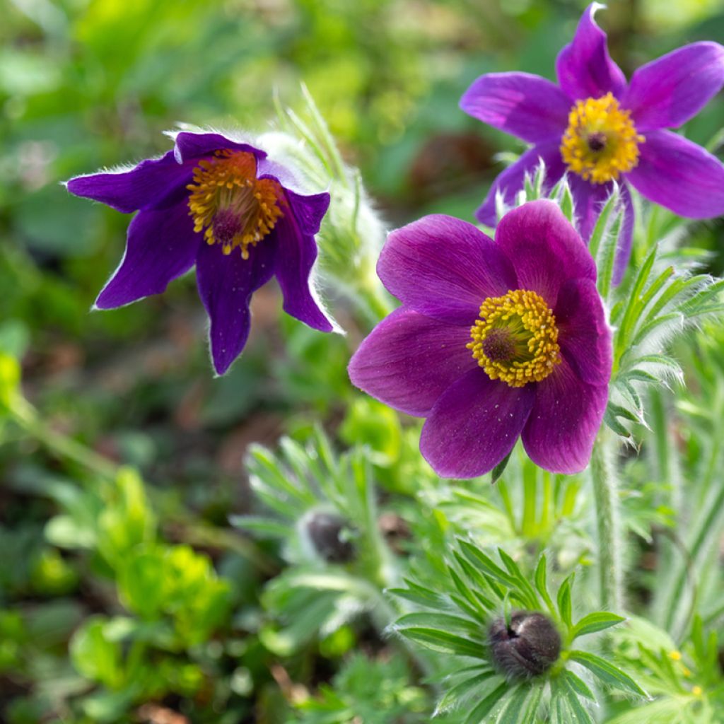Kylmänkukka Violet