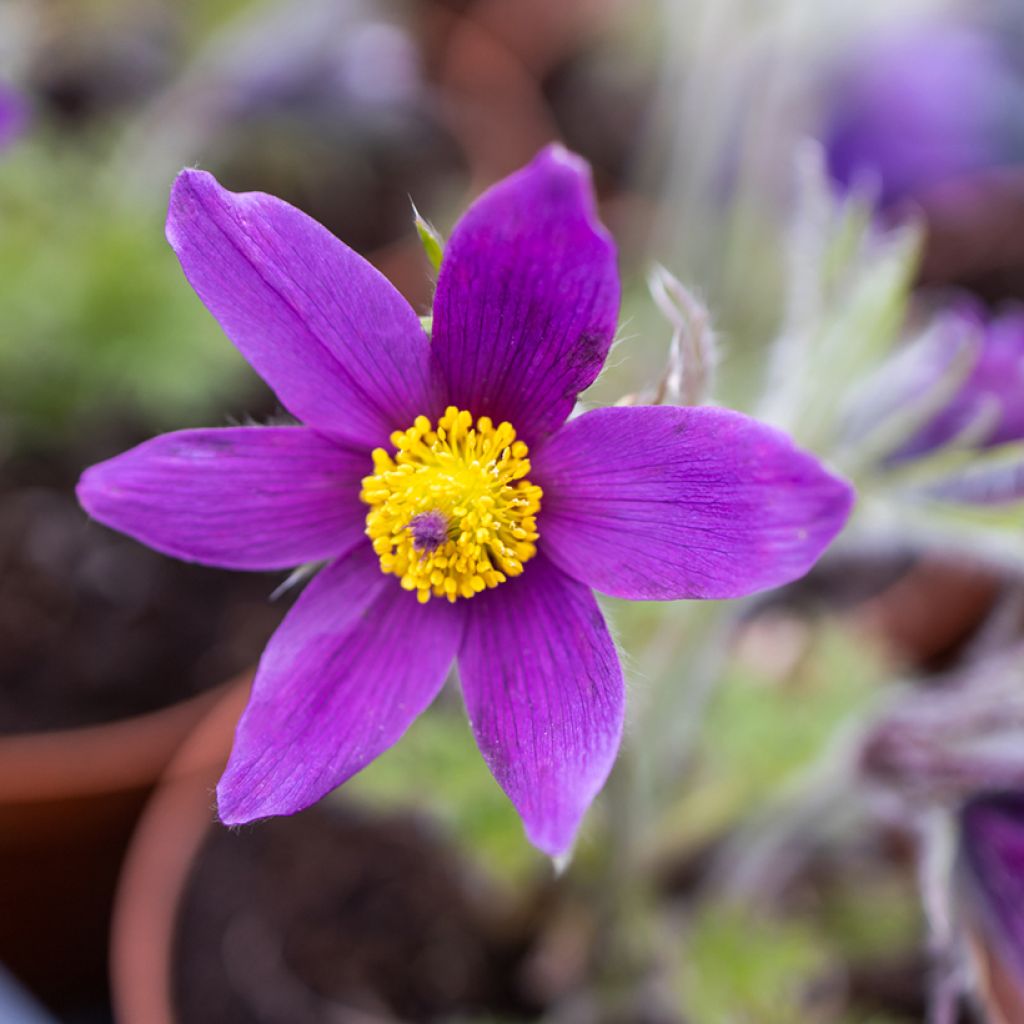 Kylmänkukka Violet