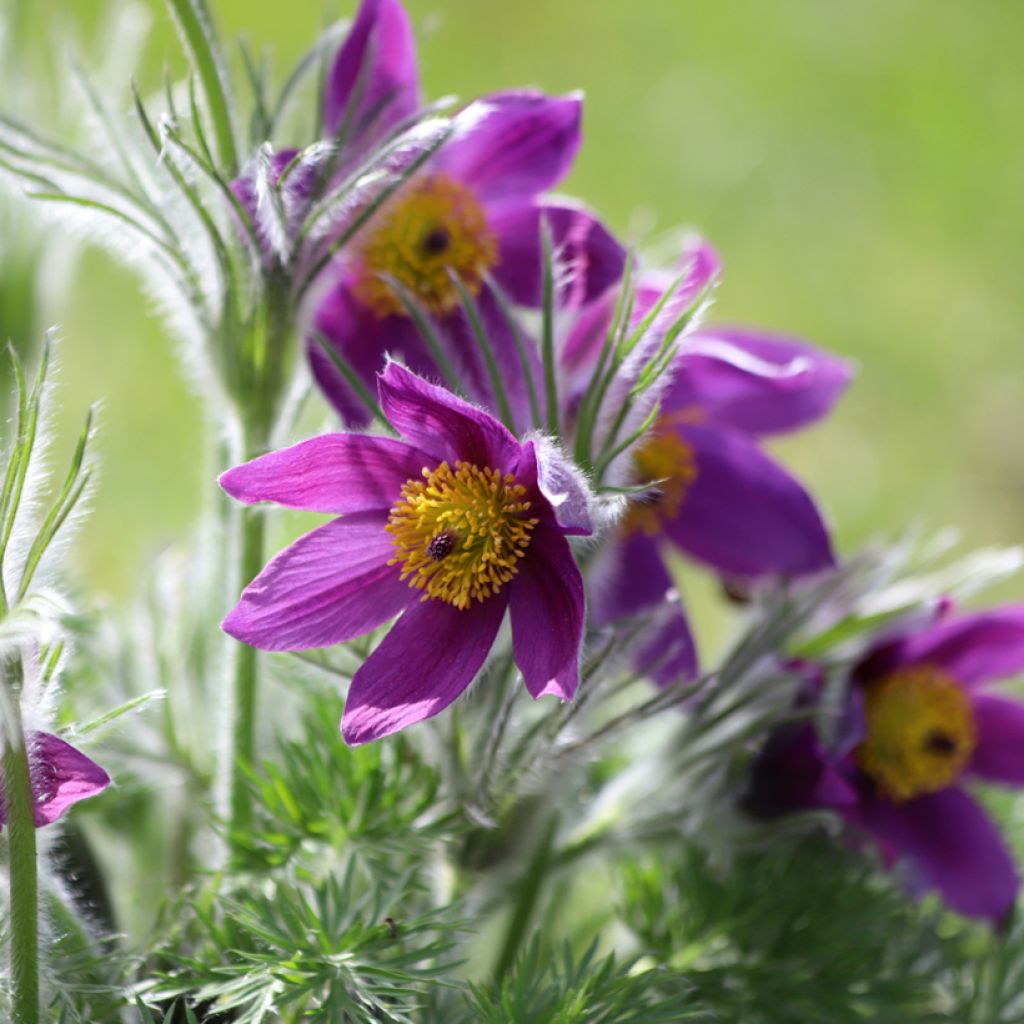 Kylmänkukka Violet