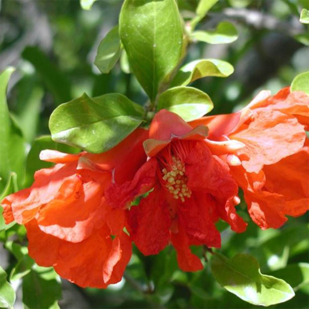 Granaattiomena Maxima Rubra